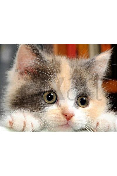 pixartsanat Cute Cat 40*30cm Pixart Art Diamond Mosaic Painting Diamond Turkey