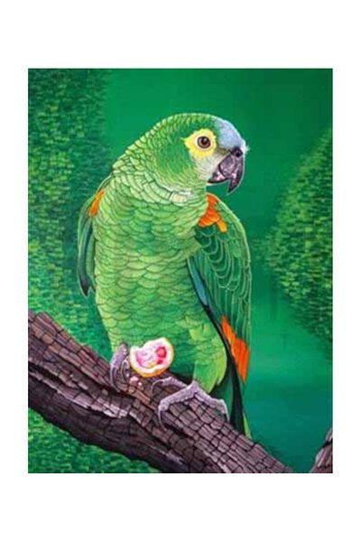 pixartsanat Parrot on Branch Pixart Art Diamond Mosic Painting Daimond Turkey 50*66