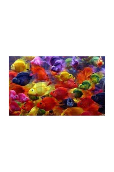 pixartsanat Fish in Neon Colors Pixart Art Diamond Mosaic Painting Diamond Turkey 82*52