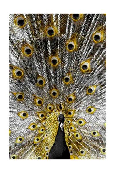 pixartsanat Gorgeous Peacock Pixart Art Diamond Mosaic Painting Diamond Turkey 48*73