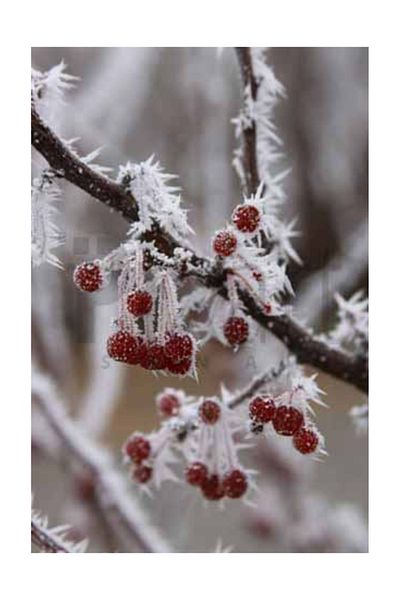 pixartsanat Frozen Cherries Pixart Art Diamond Mosaic Painting Diamond Turkey 38*51