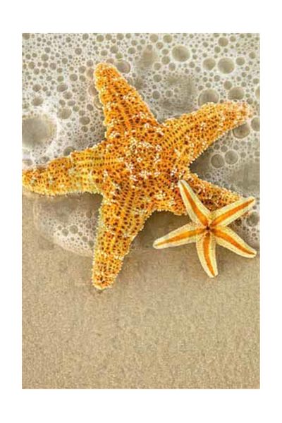 pixartsanat Starfish Pixart Art Diamond Mosaic Painting Diamond Turkey 40*60