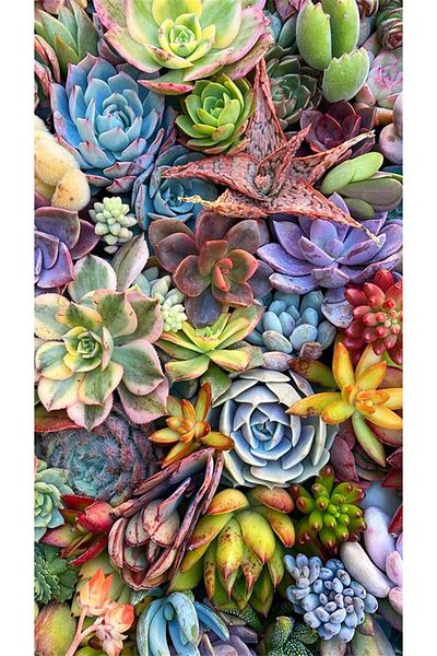 pixartsanat Succulents Pixart Art Diamond Mosaic Painting Diamond Turkey 48*74