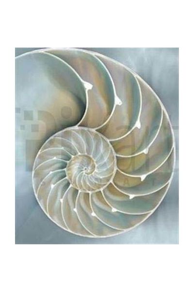 pixartsanat Seashell Pixart Art Diamond Mosaic Painting Diamond Turkey 48*58