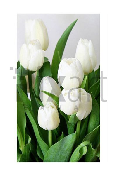 pixartsanat White Tulips Pixart Art Diamond Mosaic Painting Diamond Turkey 33*51