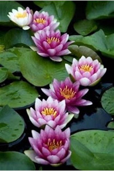 pixartsanat Tiny Lotus Flowers Pixart Art Diamond Mosaic Painting Diamond Turkey 38*55