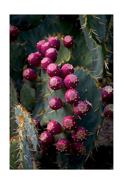 pixartsanat Cactus Buds Pixart Art Diamond Mosaic Painting Diamond Turkey 39*55