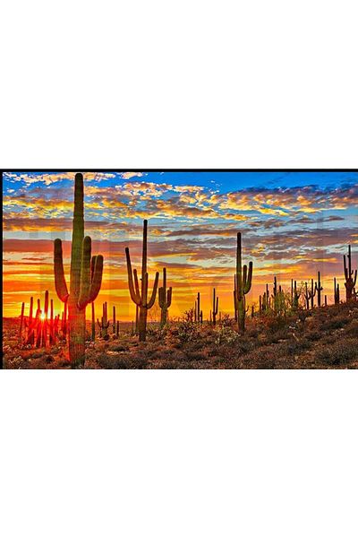 pixartsanat Cactus 30 *40cm Pixart Art Diamond Mosaic Painting Diamond Turkey