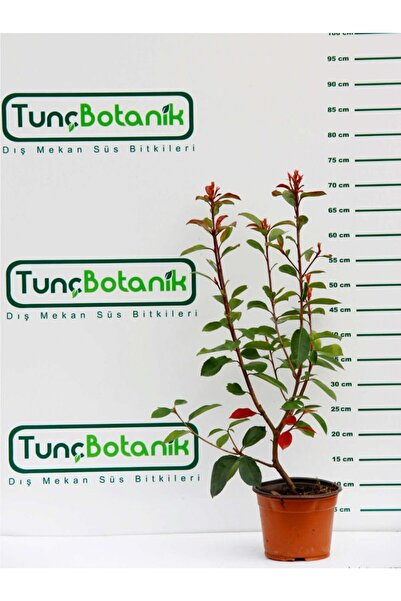 Tunç Botanik BOYLU ALEV AĞACI - KIRMIZI ÇİT BİTKİSİ