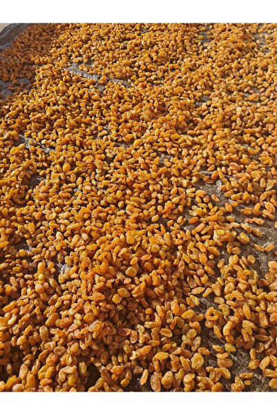 Üzümcü Sultaniye üzüm