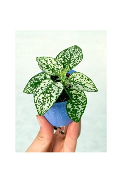 Mimoza Beyaz Hypoestes Bitkisi Hostes Fittonia Çiçeği Fidanı 10-20 cm