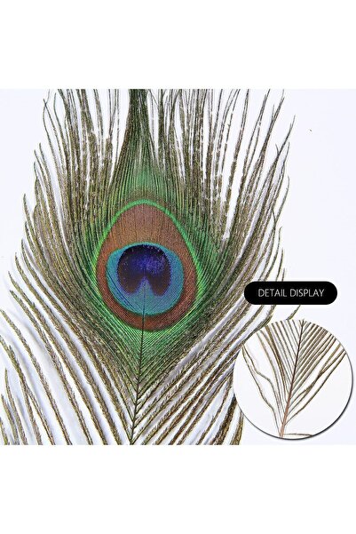 Puledro Gerçek Tavus Kuşu Tüyü 60-100 Cm Tavuskuşu Tüyü