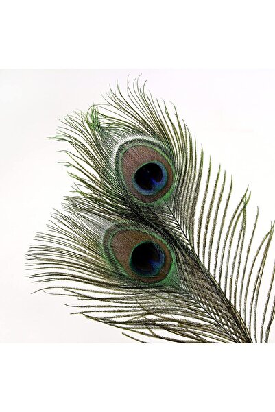 Puledro Gerçek Tavus Kuşu Tüyü 60-100 Cm Tavuskuşu Tüyü