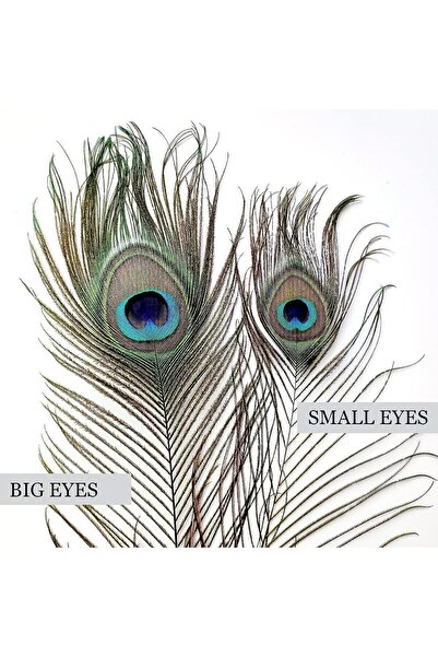 Puledro Gerçek Tavus Kuşu Tüyü 60-100 Cm Tavuskuşu Tüyü