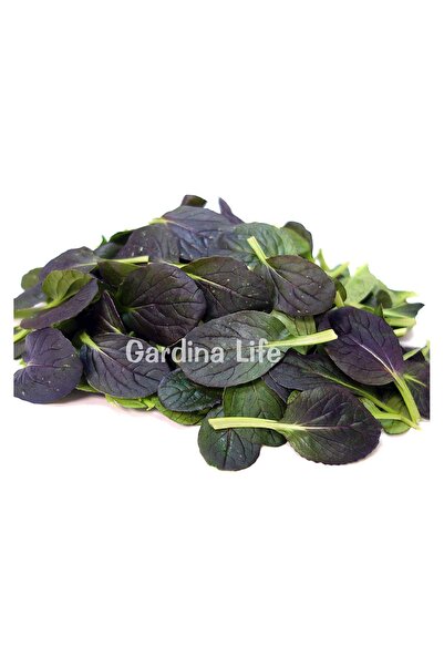 Gardina Red Tatsoi Fidesi 20 Adet