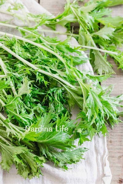 Gardina Mizuna Fidesi 10 Adet