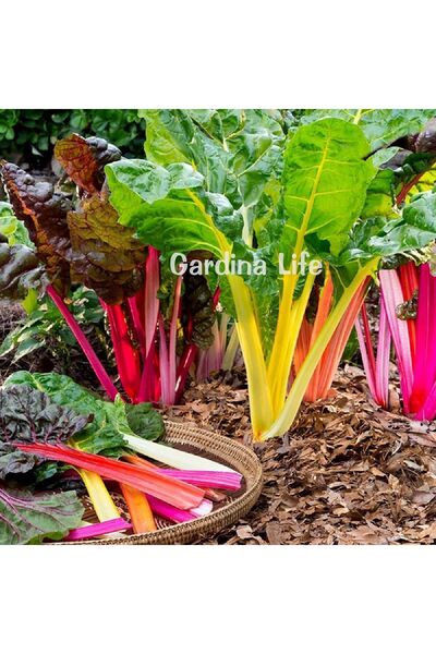 Gardina Sarı Renkli Pazı Fidesi Swiss Chard 20 Adet