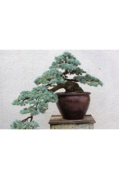 Tunç Botanik BONSAİ MAVİ SERVİ SETİ (FİDAN+BONSAİ SAKSI+TOPRAK +BİTKİ BESİNİ)