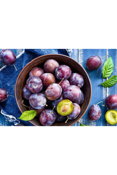 Tunç Botanik MÜRDÜM ERİĞİ FİDANI - TÜPLÜ ve AŞILI