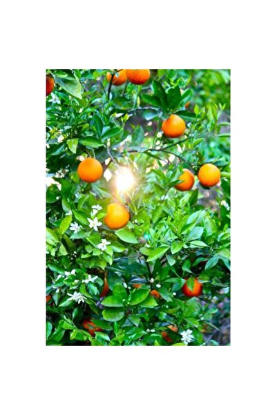 Tunç Botanik WASHİNGTON PORTAKAL FİDANI 1 ADET - 3 YAŞ TÜPLÜ FİDAN