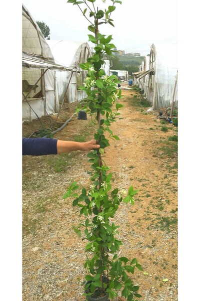 Tunç Botanik ARAP YASEMİNİ BÜYÜK BOY 2-2.5 METRE - ÇİÇEKLİ KOKULU SARILICI BİTKİ