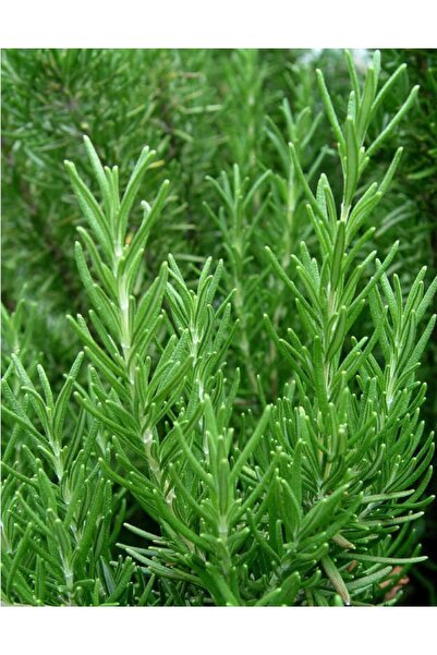 Tunç Botanik Biberiye Rosmarinus - Kokulu Aromatik Bitki 5 Adet