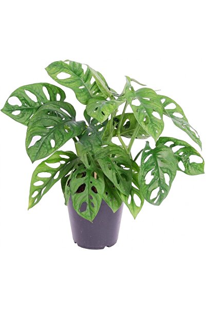 Tunç Botanik Delikli Devetabanı (Monstera Adansonii Monkey) Saksılı