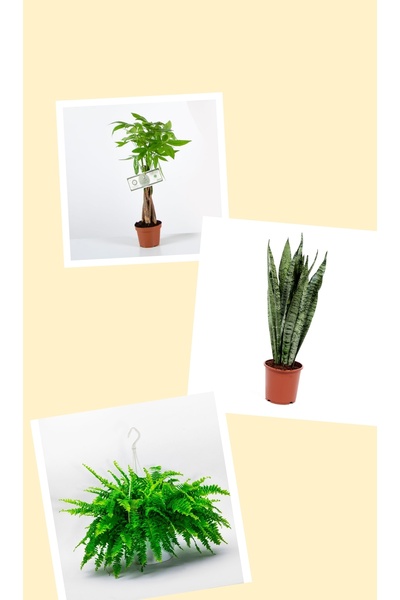 Yades 3 lü iç Mekan Bitkisi Paşa Kılıcı - Pachira Para Ağacı - Aşk Merdiveni ...