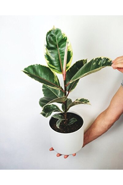 Genel Markalar Kauçuk Ağacı Ficus Elastica Seramik Saksıda
