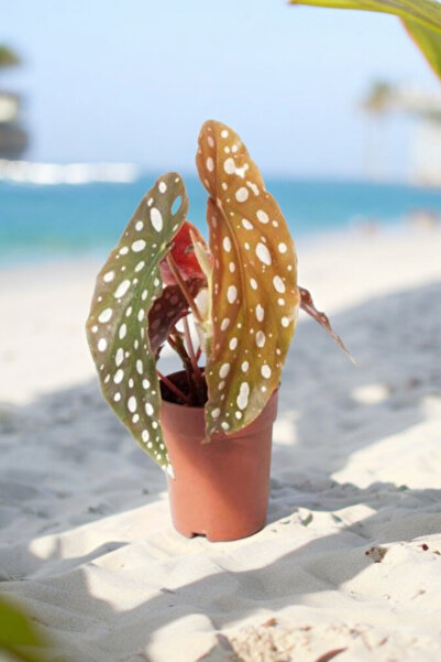 Yades Melek Kanatları Çilli Begonya Begonia 01cib