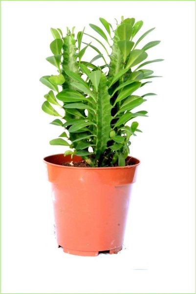 Yades Euphorbia Trigona Süt Ağacı 8.5 Cm