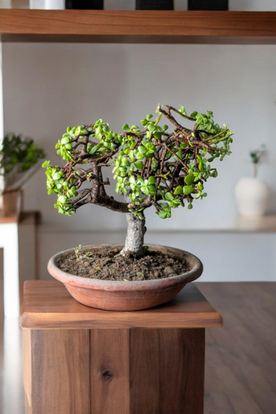 Yades Afra Bonsai Terakota Saksıda 12 Yaş Şans Para Ağacı