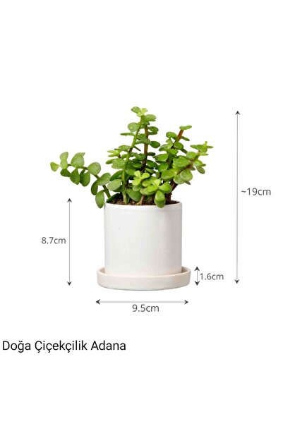 Yades Para Çiçeği Özel Saksıda Afra Portulacaria