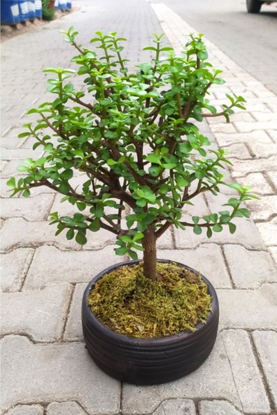 Yades Bonsai Para Ağacı - Para Çiçeği - Bereket Ağacı