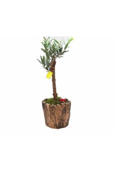 Yades Zeytin Ağacı Bonsai & Wood Moss Beton Saksıda Canlı Çiçek