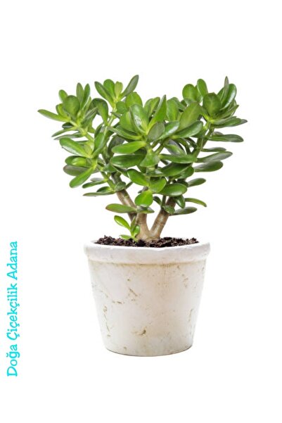 Yades Para Çiçeği Bereket Ağacı Crassula Ovatapara Çiçeği Bereket Ağacı Crass...