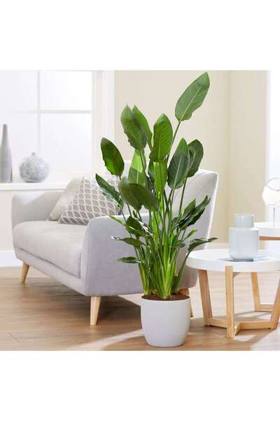 tnc garden groups Starliçe (Cennet Kuşu Çiçeği) Strelitzia Nicolai 60 cm