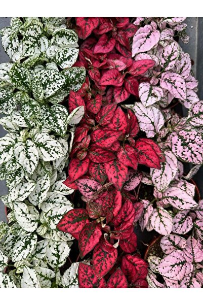 Gardenbox Karışık Renk 3 Farklı Renk Hostes Çiçeği Saksılı (Hypoestes)