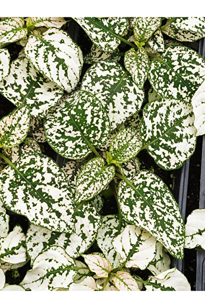 Gardenbox Yaprağı Güzel Beyaz Renk Hostes Çiçeği 1 ADET Saksılı (White Hypoes...