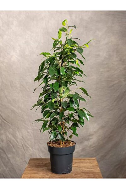 Gardenbox Canlı Parlak Yeşil Benjamin Çiçeği 30-60CM 1 Adet Saksılı