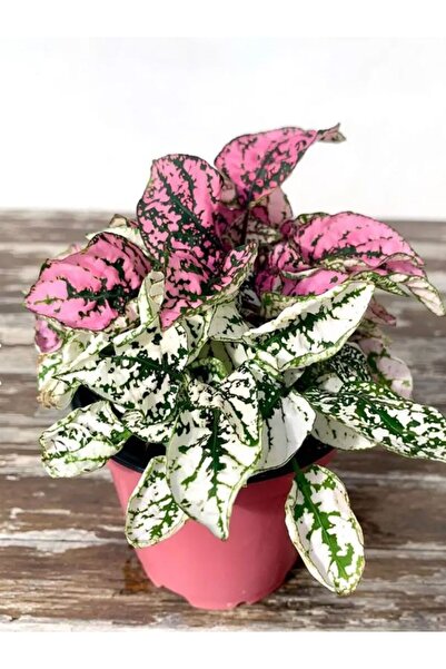 Gardenbox Pembe Ve Beyaz Renk Hostes Çiçeği 2 adet Saksılı İç Mekan Çiçeği