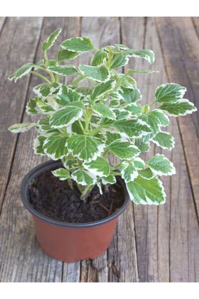 Genel Markalar Plectranthus Forsteri Kokulu Bitki saksılı Çok Yıllık 10-20CM