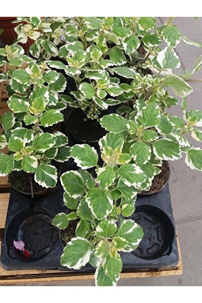 Gardenbox Plectranthus Forsteri Kokulu Sarkısı Tür Benjamin Çiçeği Saksılı