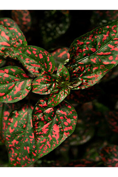 Gardenbox Kırmızı Hostes Çiçeği 1 ADET Saksılı (Red Hypoestes)