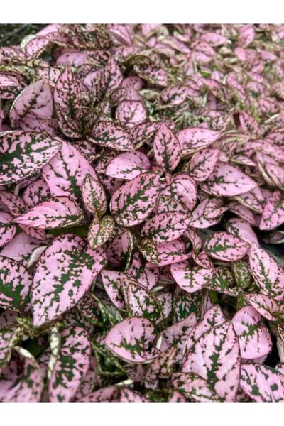 Gardenbox Pembe Renk Yaprağı Güzel Hostes Çiçeği (Pink Hypoestes)