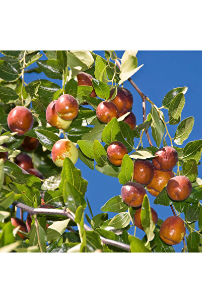 Tunç Botanik Hünnap Fidanı ( İri Taneli) 3 Yaş Tüplü ve Aşılı