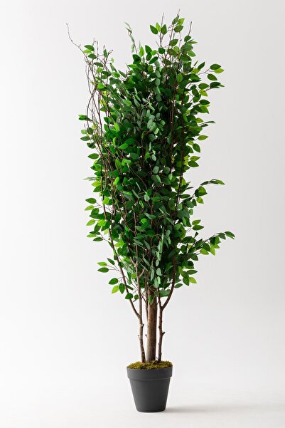 Güleç Yapay Çiçek Yapay Ağaç 200 Cm Benjamin 144 Dal (YOĞUN)