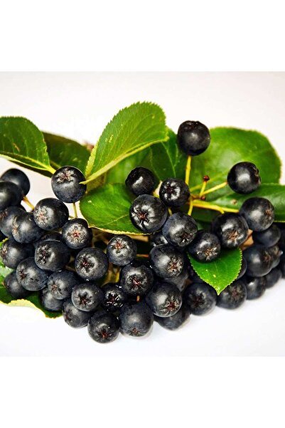 Genel Markalar 2 Adet Tüplü Rus Yaban Mersini Nero Aronya Bery Fidanı