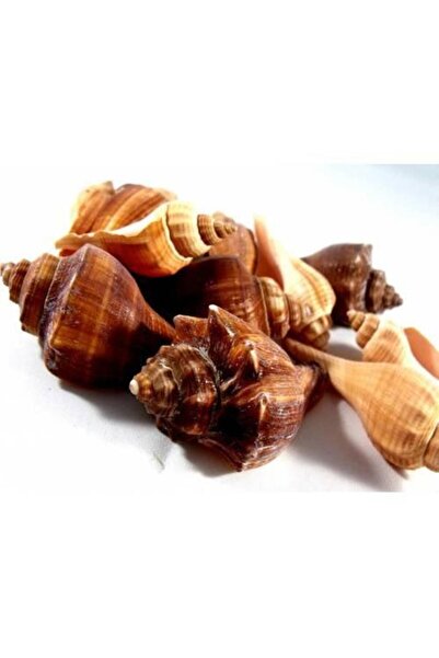 %100 NATUREL DOĞAL GERÇEK DENİZ KABUĞU 500 Gram -MMM4763