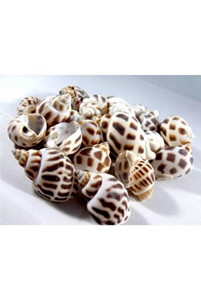 Hasyılmaz %100 NATUREL DOĞAL GERÇEK DENİZ KABUĞU 500 Gram -MMM4764